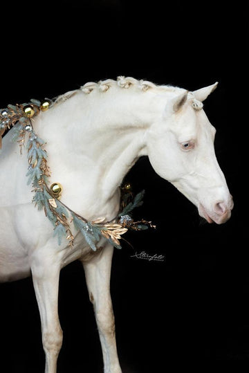 Ervaren FEI-pony – lief, braaf en geschikt voor jonge ruiters