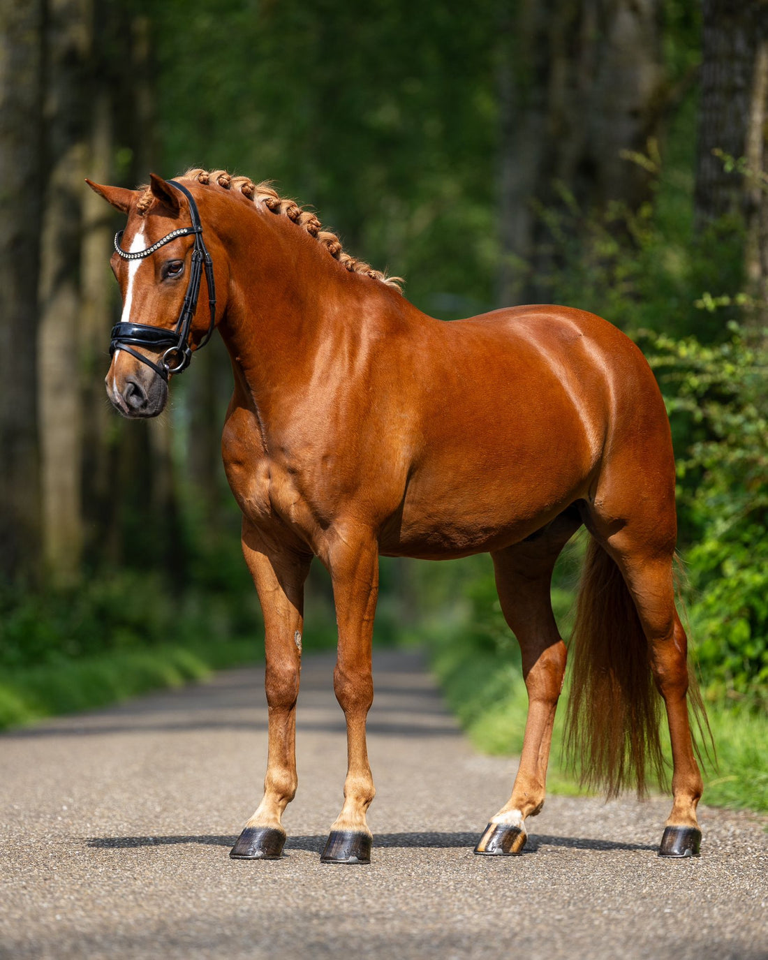 Ervaren allround kampioen – eerlijk, energiek & veelzijdig