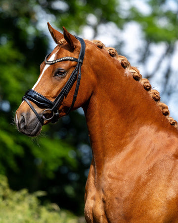 Experienced Allround Champion – Honest, Energetic & Fun