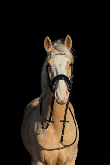 Confidence-Giving Mare for Dressage, Jumping & Fun