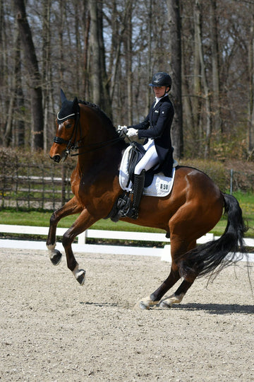 Proven PSG Schoolmaster with Exceptional Rideability & Temperament