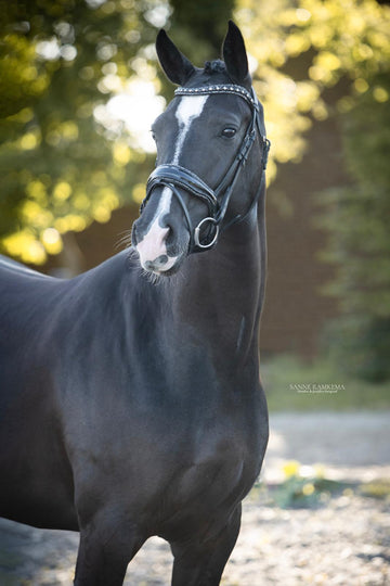 Elegant KWPN Mare with Exceptional Character