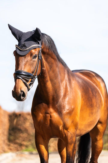 Reliable XXL Dressage Pony / Compact Horse with Flying Change