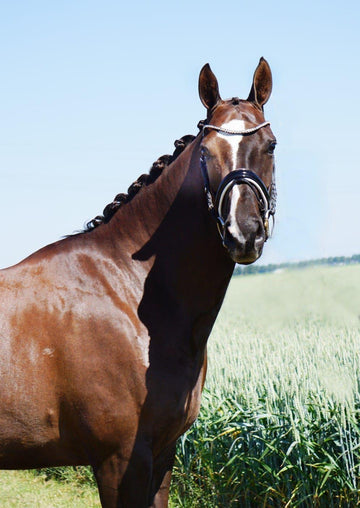 Honest and Rideable Dressage Mare