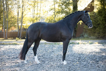 Elegant KWPN Mare with Exceptional Character