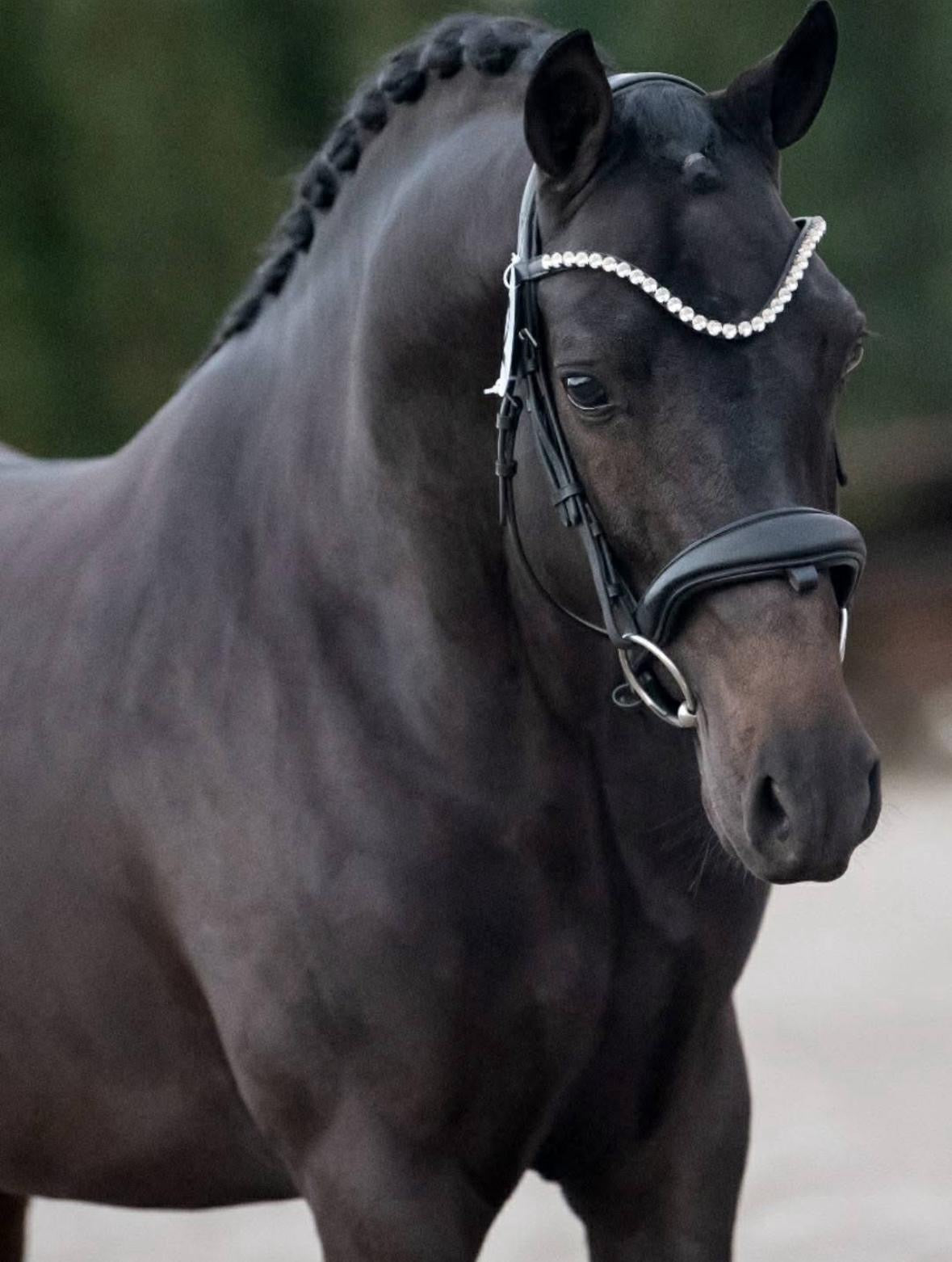 Licensed AES Stallion – Power, Presence & Unlimited Potential