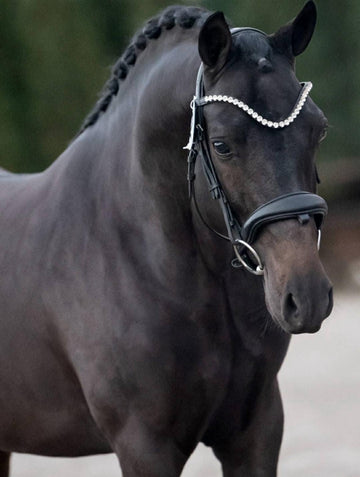 Licensed AES Stallion – Power, Presence & Unlimited Potential