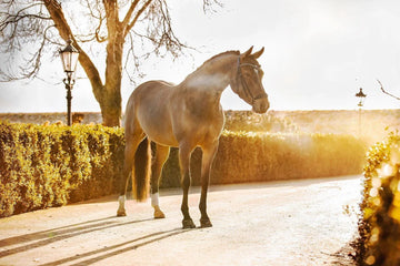 FEI qualified pony -  Ready to compete internationally