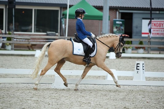 Safe. Talented. Versatile. Your Next Champion Awaits.