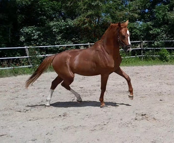 Future Dressage Star by Lantanas x Hometown