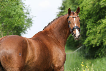 Elite Sport Mare with Outstanding Rideability