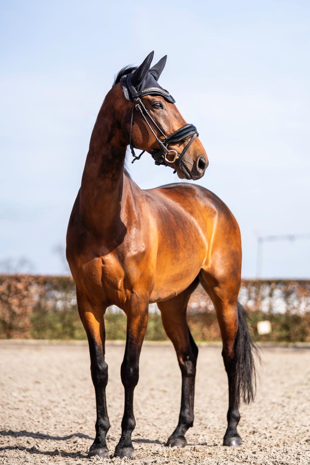 Reliable XXL Dressage Pony / Compact Horse with Flying Change