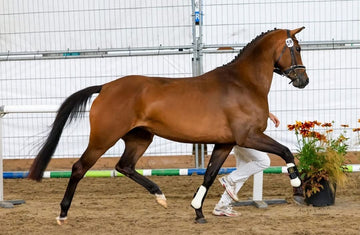 Ster Mare with Outstanding Bloodlines