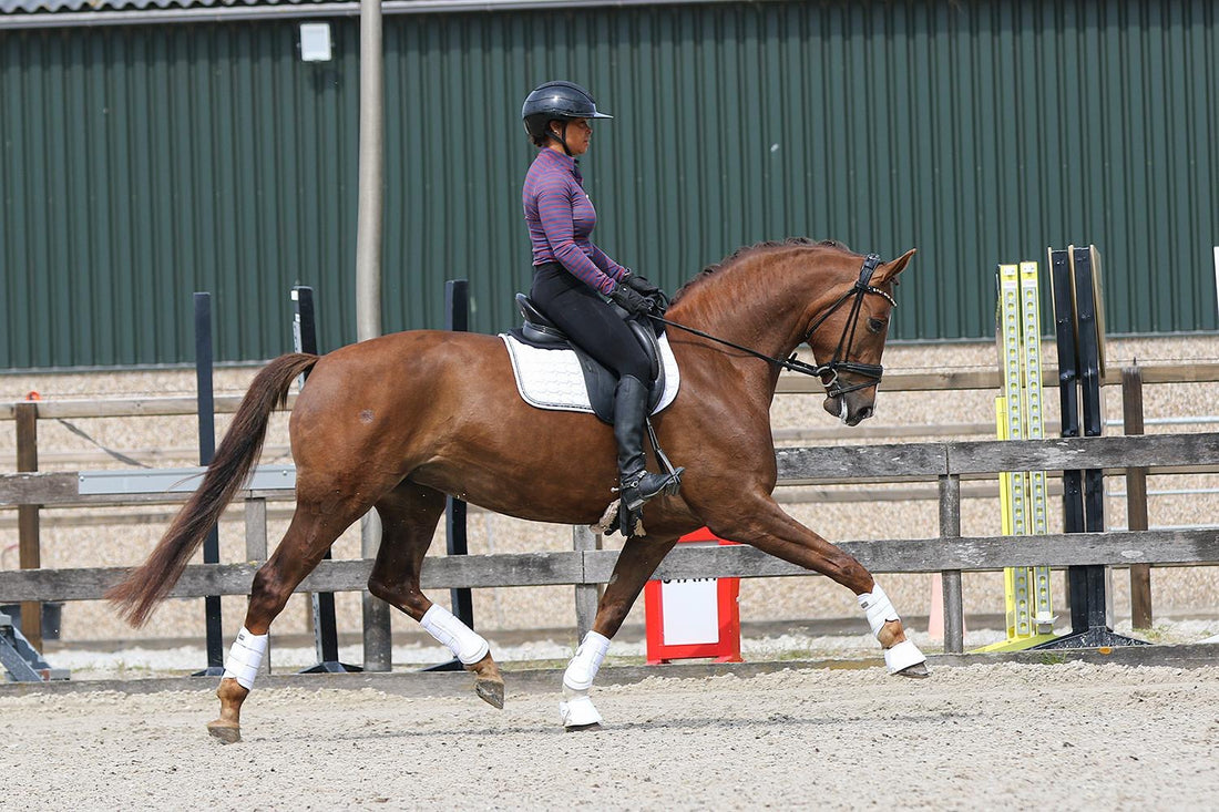 Elite Sport Mare with Outstanding Rideability