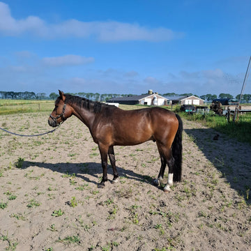 Honest Young New Forest Gelding