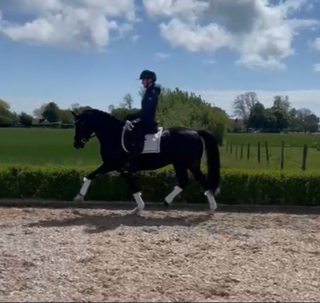 One in a Million – Safe, Talented & FEI Ready