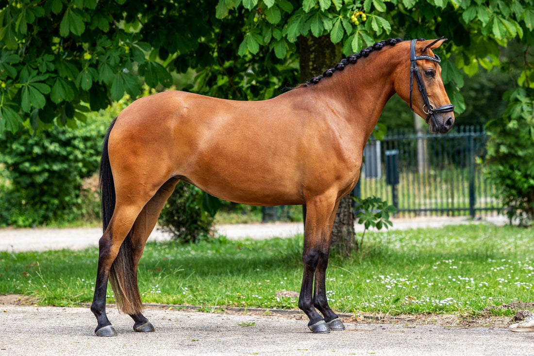 Kasanova van Klaverborch x Polsbury Pajero