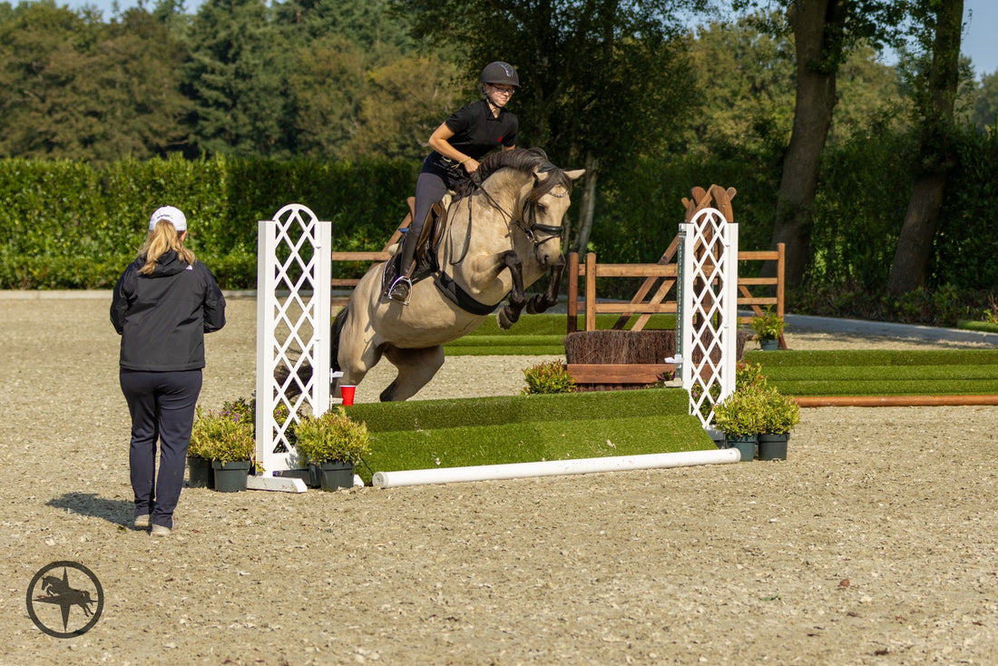 Champion Connemara Hunter Pony