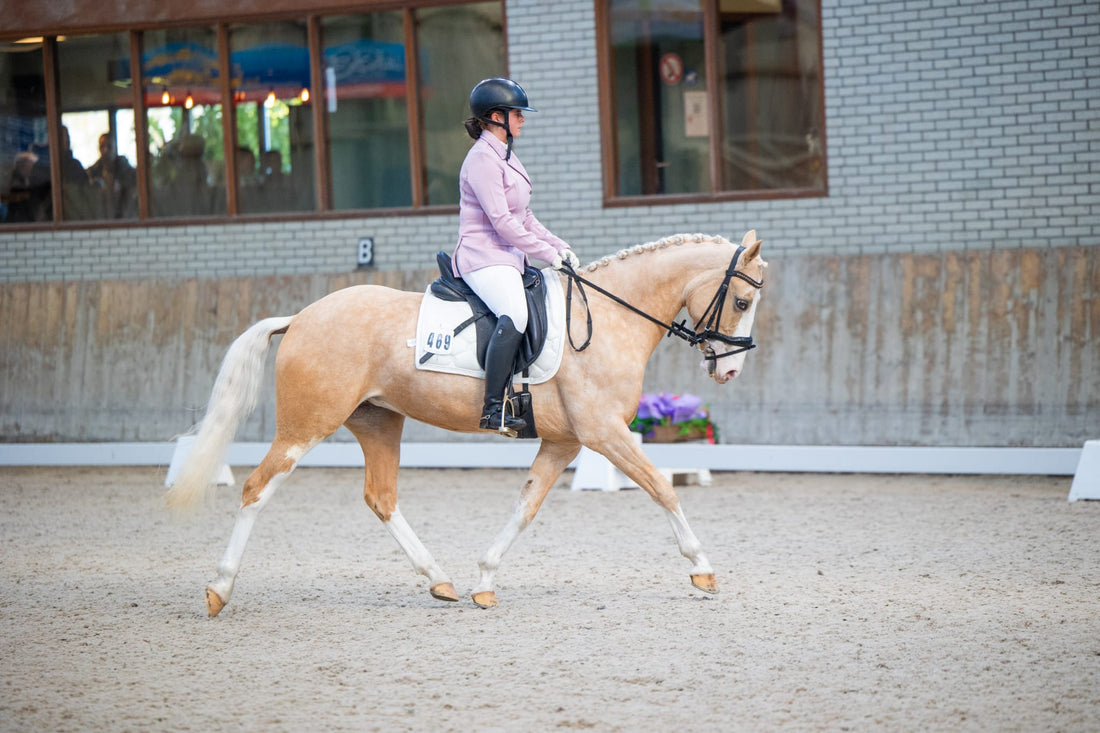 Confidence-Giving Mare for Dressage, Jumping & Fun