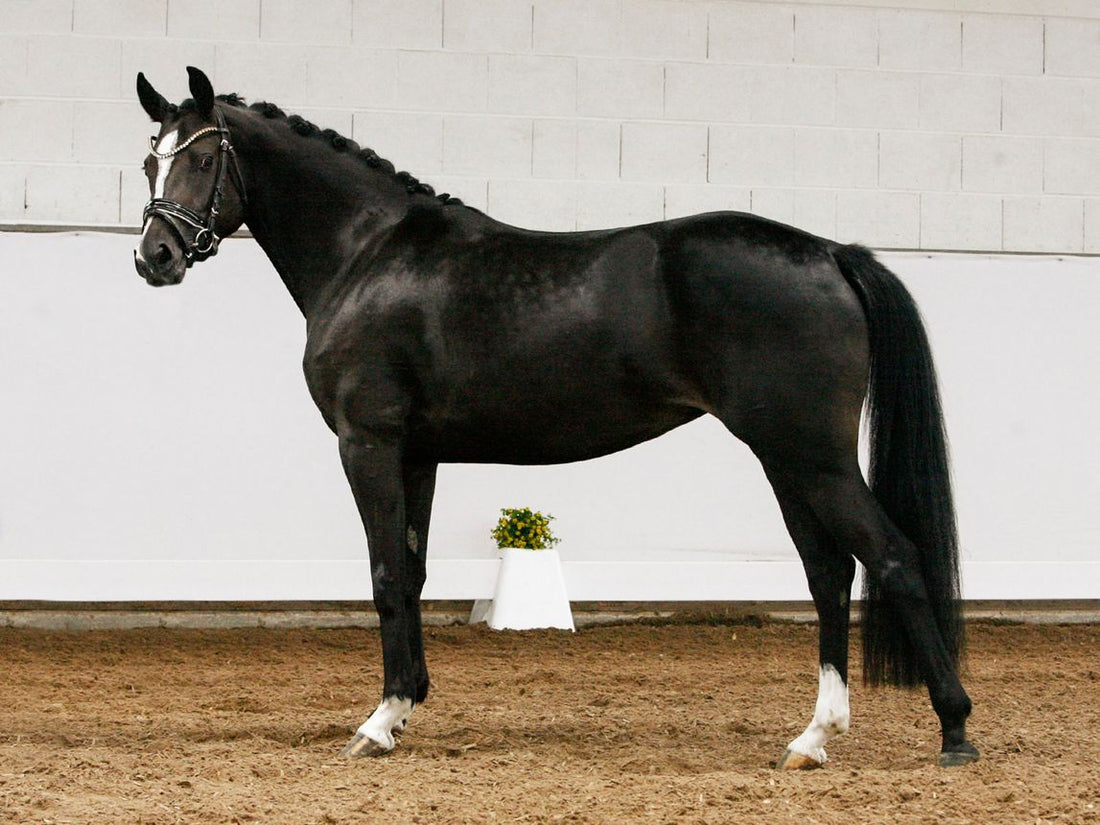 One in a Million – Safe, Talented & FEI Ready