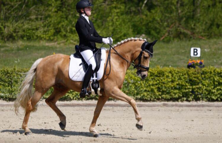 FEI Experienced Pony – Child-Friendly & Safe