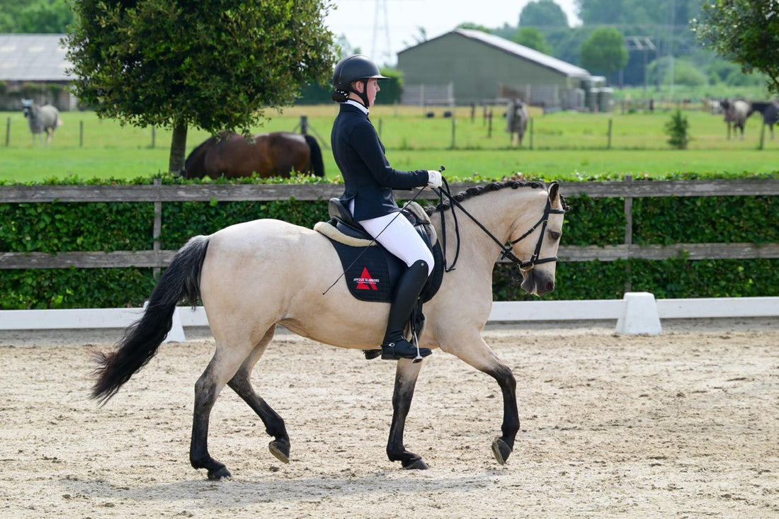 Champion Connemara Hunter Pony