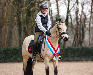 Champion Connemara Hunter Pony