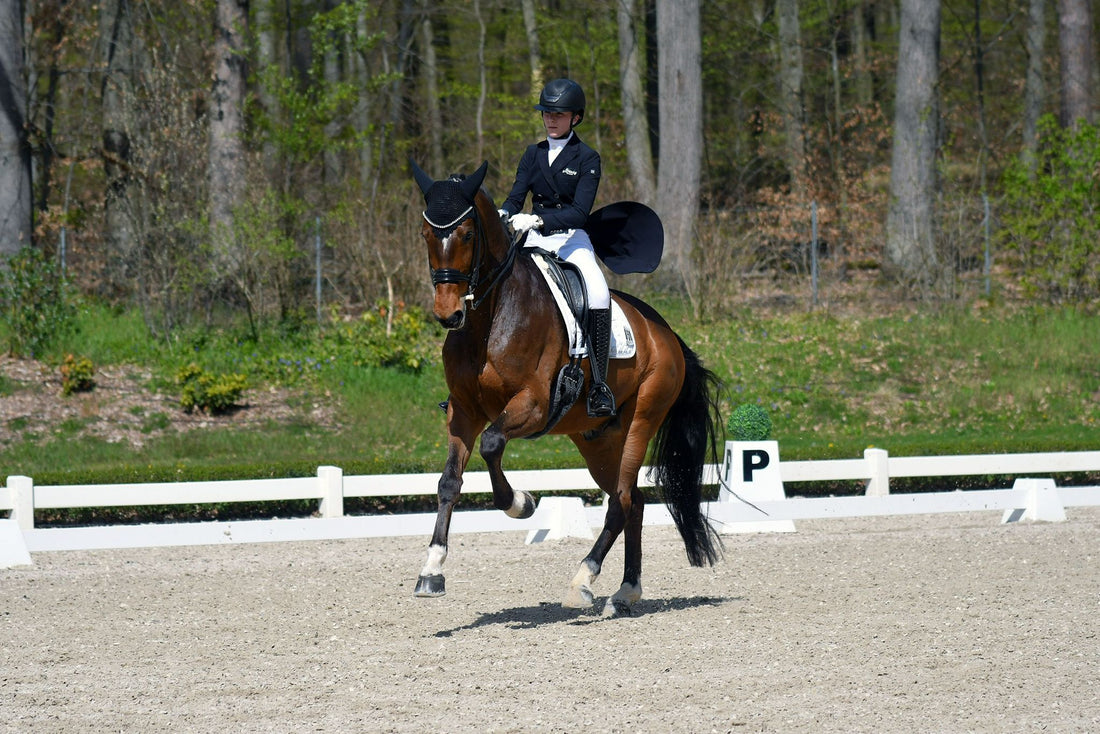Proven PSG Schoolmaster with Exceptional Rideability & Temperament