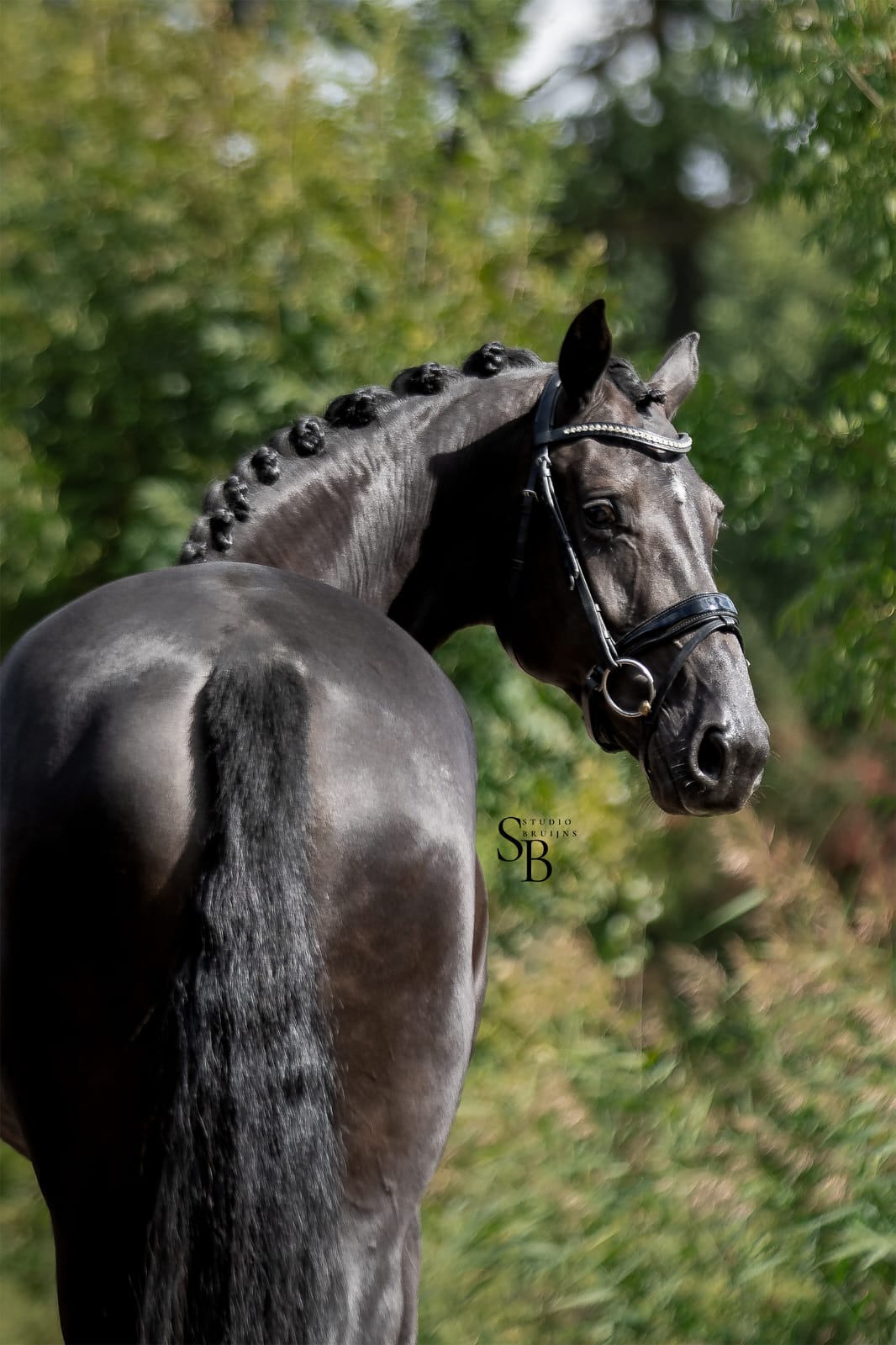 Black Diamond with Exceptional Pedigree