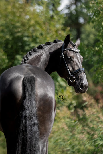 Black Diamond with Exceptional Pedigree