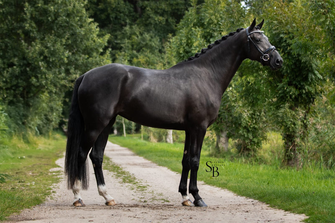 Black Diamond with Exceptional Pedigree
