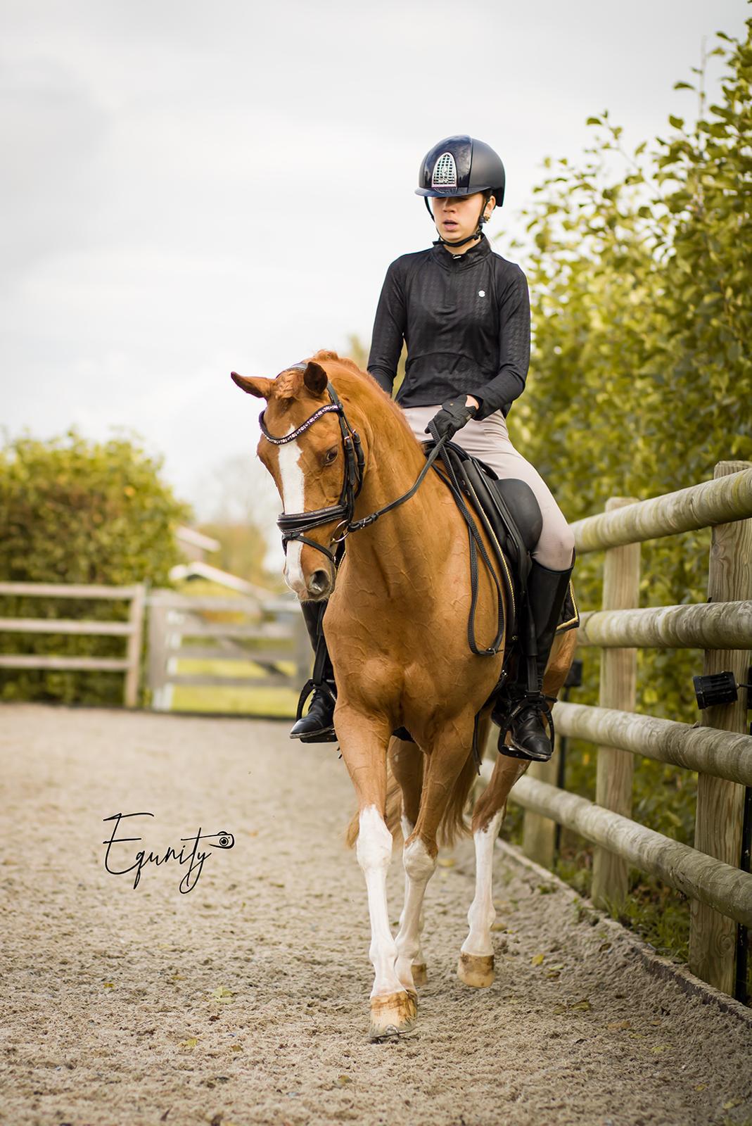 Exceptional Welsh Mare with Proven Sport Record