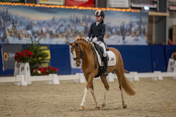Exceptional Welsh Mare with Proven Sport Record