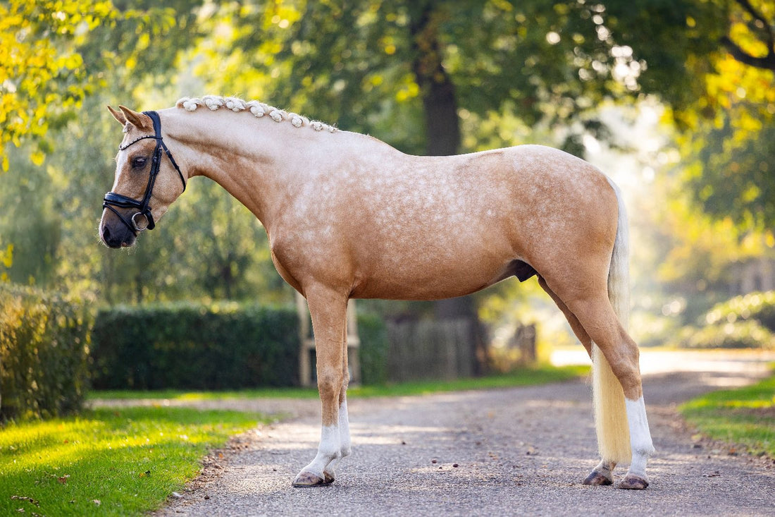 Eye-catching XXL pony with World-Class Bloodlines