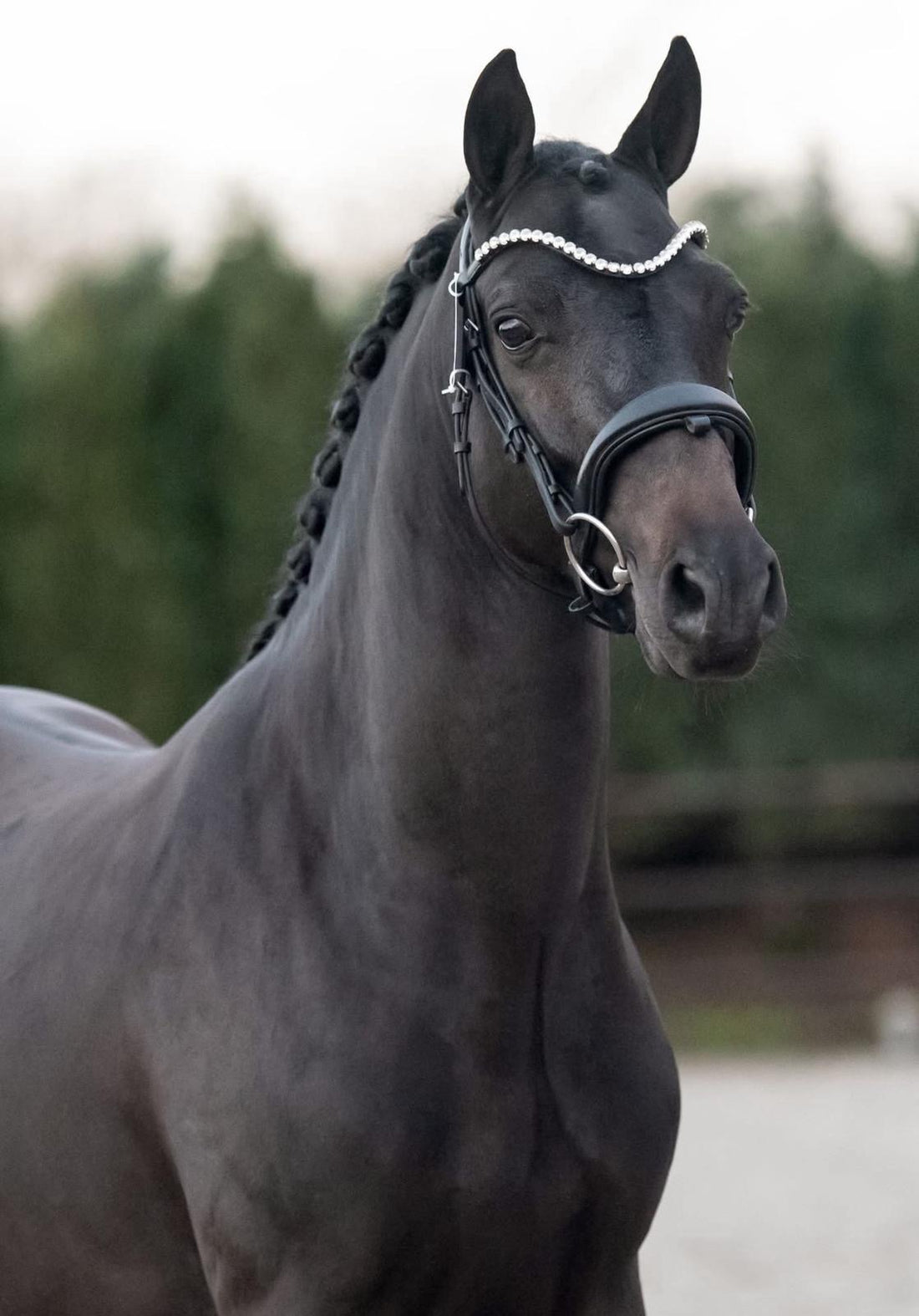 Licensed AES Stallion – Power, Presence & Unlimited Potential