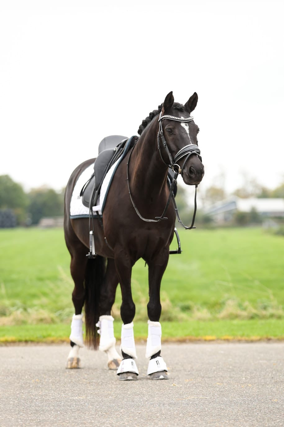 Champion-Level Dressage Pony - Reliable, Talented & Beautiful