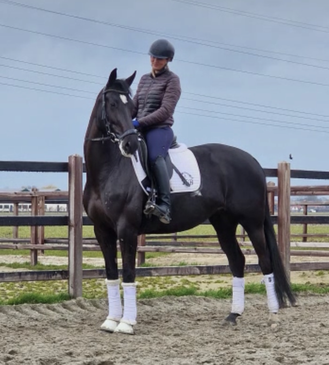 Paarden Nederland-JLHorses Sportpaarden Sportpony's Goed Bewegen en Karakter